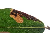 Stigmella salicis