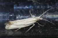 Plutella porrectella