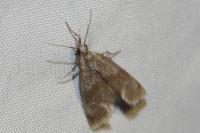 Phalonidia