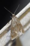 Phalonidia