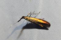 Coleophora deauratella
