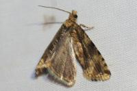 Celypha
