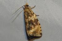 Celypha lacunana