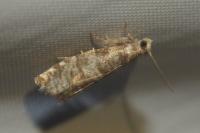 Epinotia