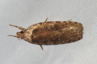 Agonopterix ciliella/heracliana