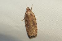 Agonopterix ciliella/heracliana
