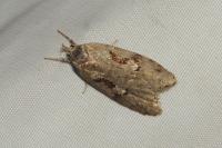 Semioscopis steinkellneriana