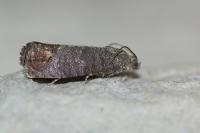 Cydia pomonella