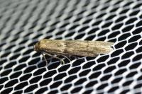 Blastobasis phycidella
