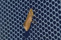 Crassa unitella