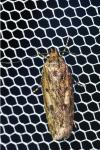 Hofmannophila pseudospretella