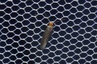 Cephimallota crassiflavella