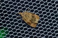 Celypha lacunana