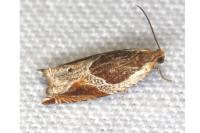 Ancylis unculana