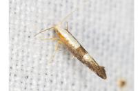 Argyresthia spinosella