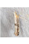 Argyresthia spinosella