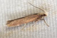 Aroga flavicomella