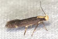 Aroga flavicomella