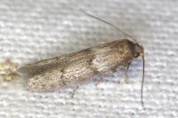 Blastobasis