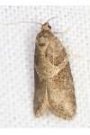 Cnephasia