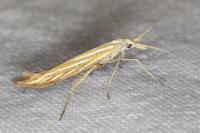 Coleophora