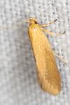 Crassa tinctella