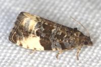 Hedya pruniana