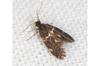 Narycia duplicella