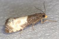 Notocelia cynosbatella