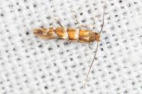 Phyllonorycter