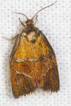 Ptycholoma lecheana