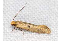 Tinea trinotella