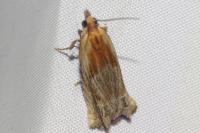 Eucosma gr. cana