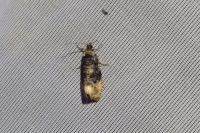 Hedya ochroleucana
