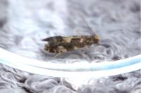 Nemapogon koenigi