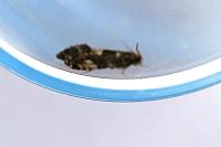 Nemapogon koenigi