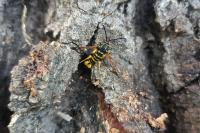 Synanthedon vespiformis