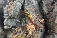 Synanthedon vespiformis