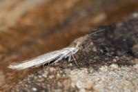 Coleophora vulnerariae