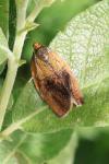 Ptycholoma lecheana