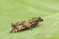 Olethreutes stibiana