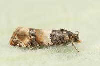 Lobesia bicinctana
