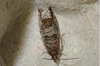 Ancylis achatana