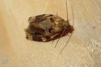 Archips xylosteana