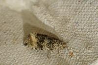 Celypha lacunana