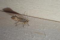 Crassa unitella