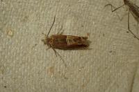 Epinotia tenerana