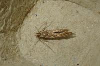Pyroderces argyrogrammos