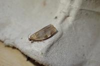 Choristoneura hebenstreitella