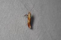 Caloptilia robustella